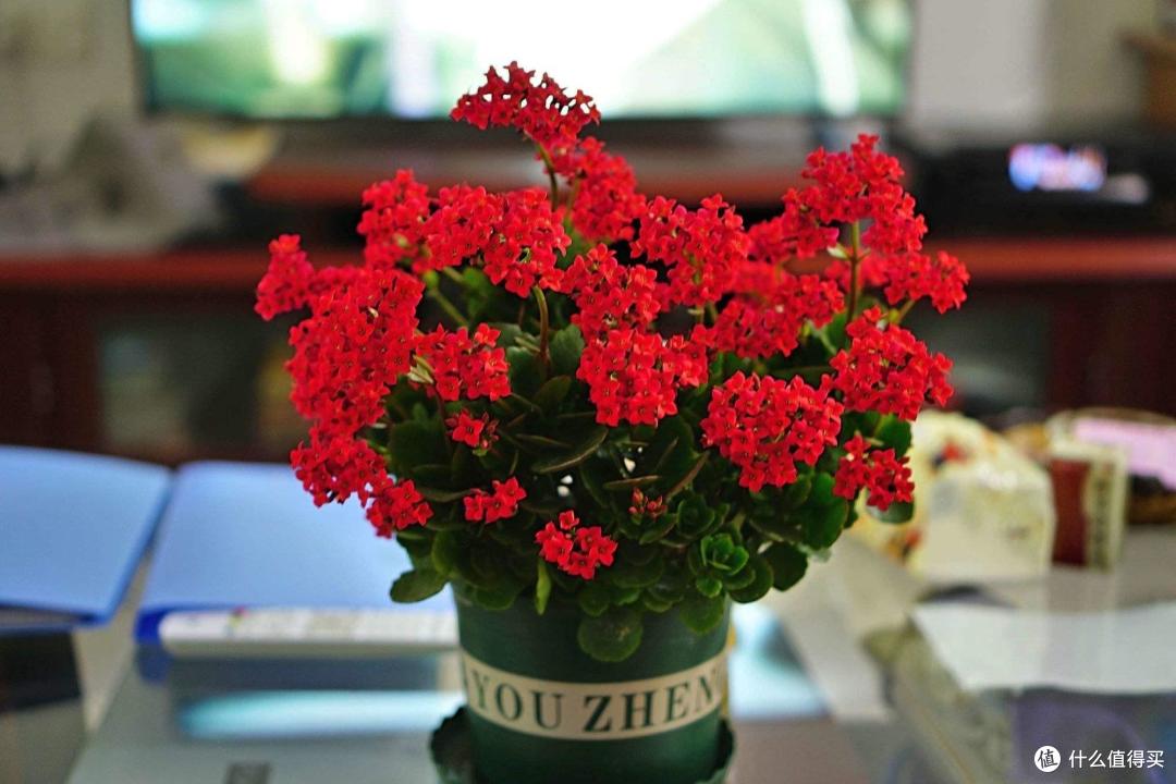 养长寿花,只用“3招”,不仅开花多,花苞满枝头,还能开更久