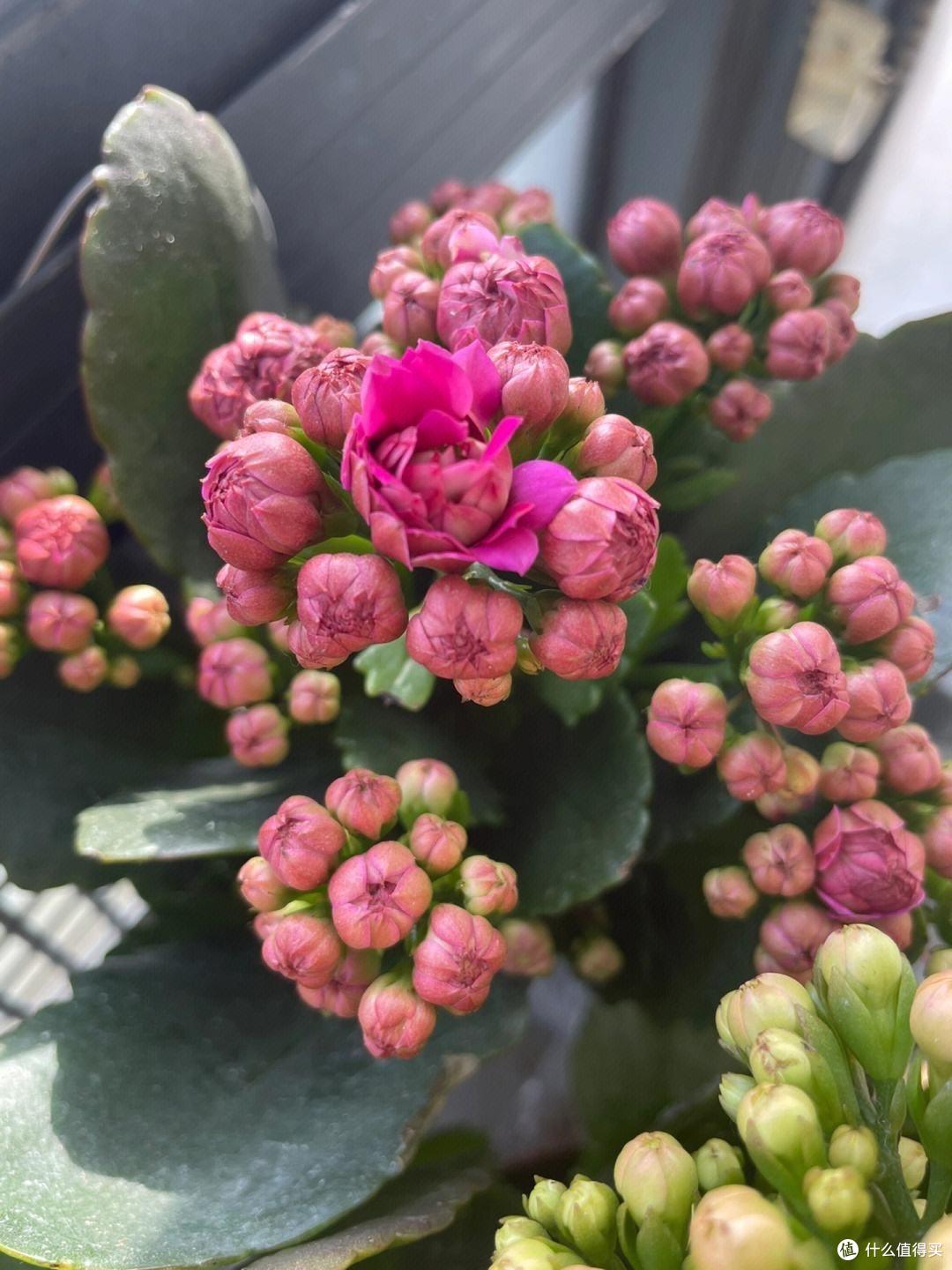 养长寿花,只用“3招”,不仅开花多,花苞满枝头,还能开更久
