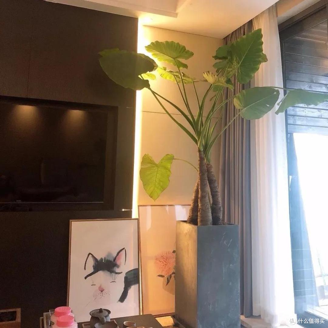 客厅再大,也不要养5种花,“花旺人不旺”,家里有赶紧搬出去