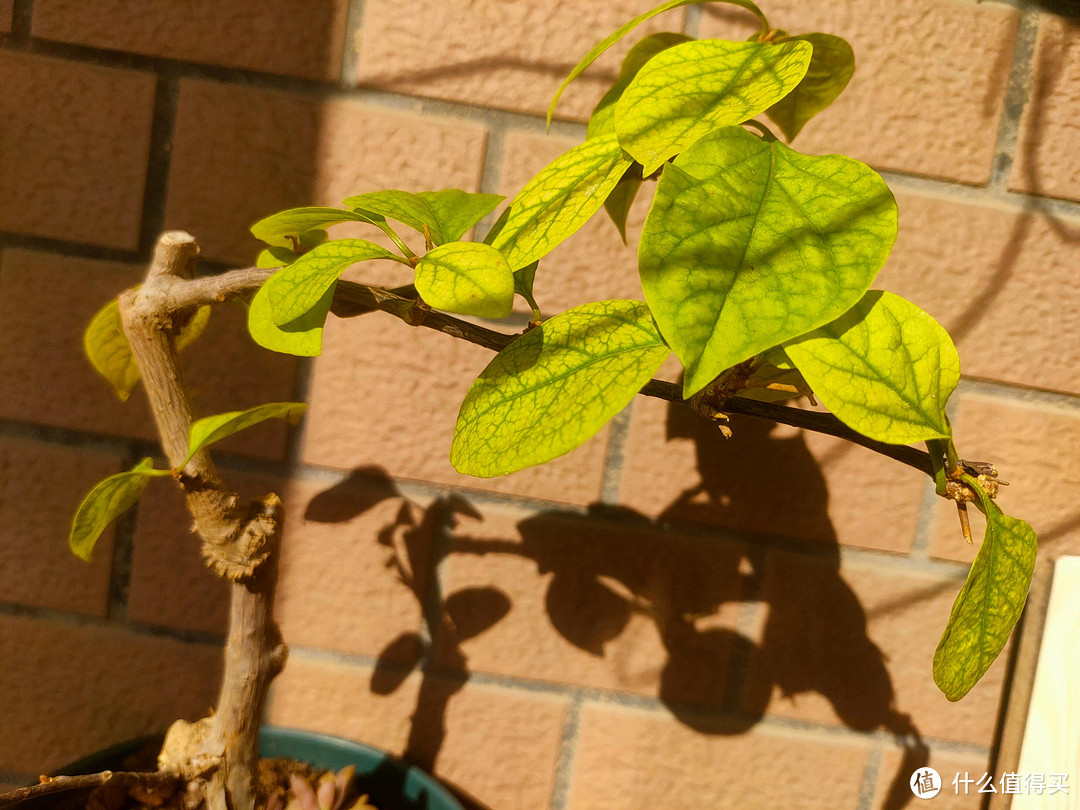 三角梅不开花？教你催花小妙招，让你的三角梅绽放成迷人的花海