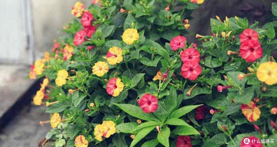 很不起眼的“5种花”,意外的好养好看,开花时,又多又美数不清