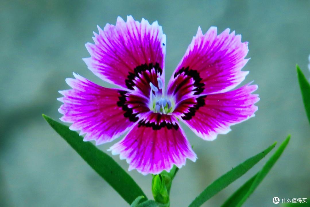 很不起眼的“5种花”,意外的好养好看,开花时,又多又美数不清