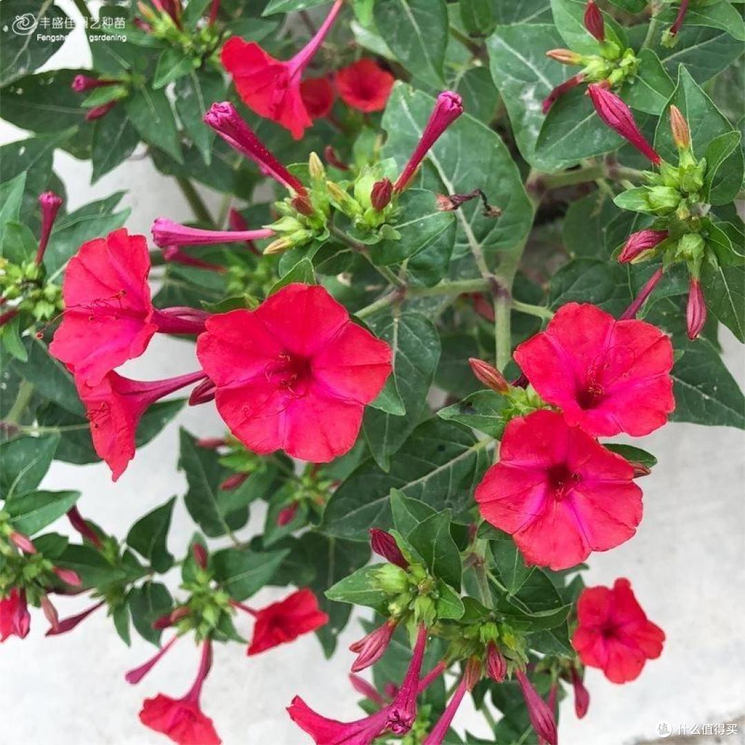 很不起眼的“5种花”,意外的好养好看,开花时,又多又美数不清