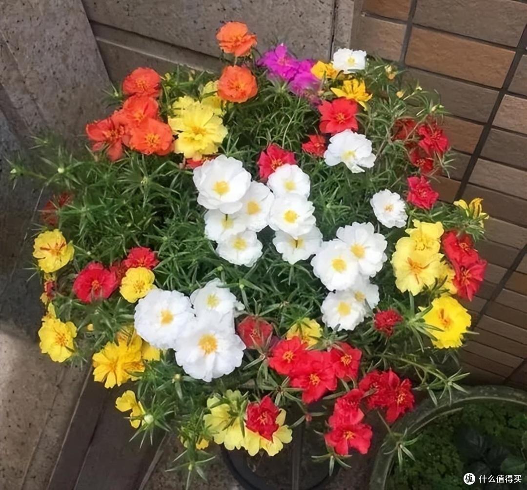 很不起眼的“5种花”,意外的好养好看,开花时,又多又美数不清