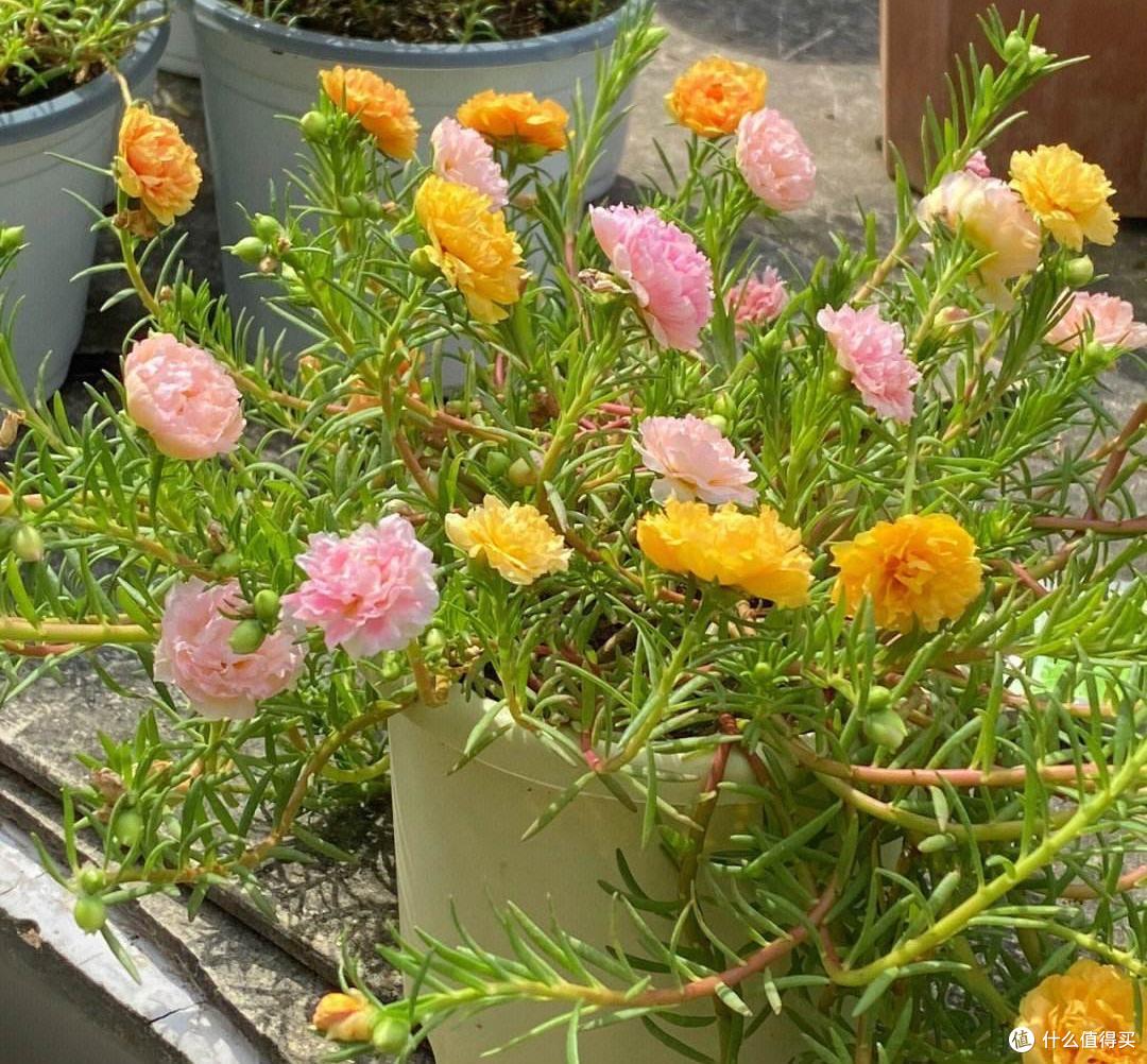 很不起眼的“5种花”,意外的好养好看,开花时,又多又美数不清