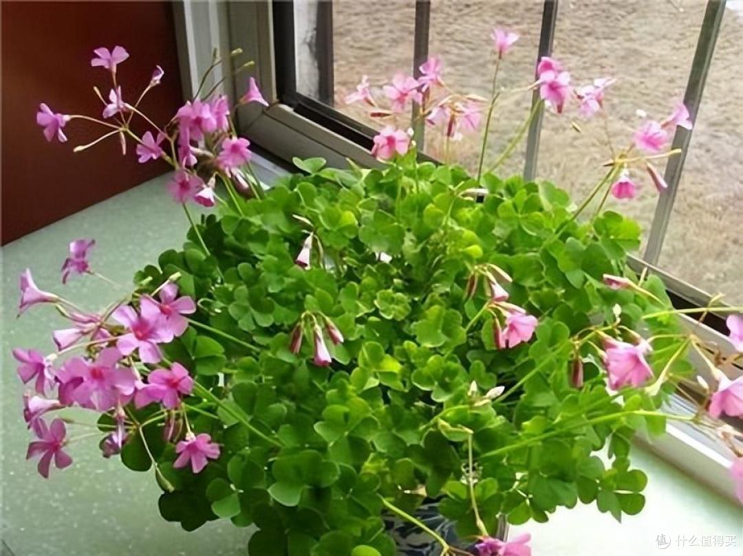 很不起眼的“5种花”,意外的好养好看,开花时,又多又美数不清