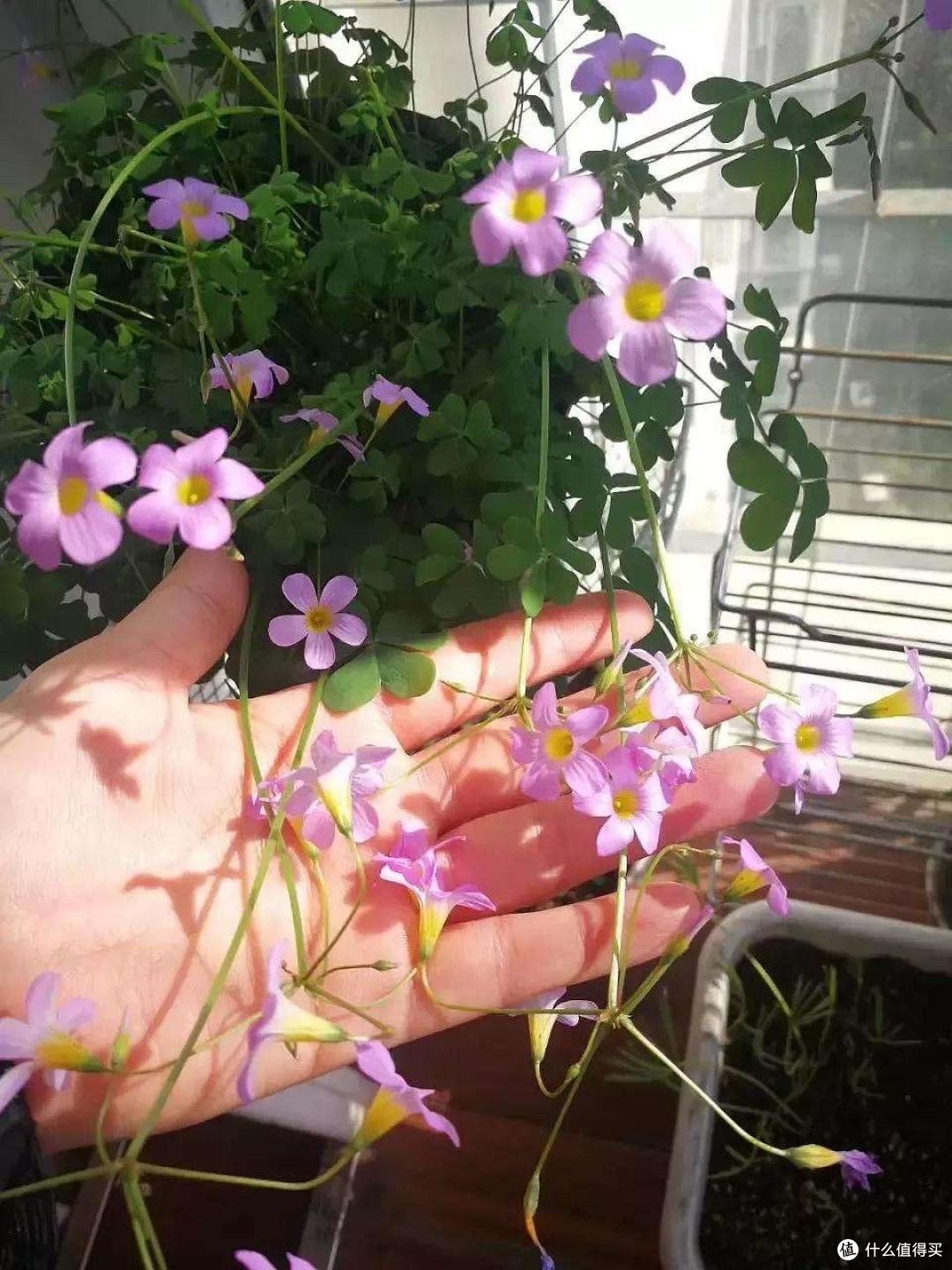 很不起眼的“5种花”,意外的好养好看,开花时,又多又美数不清