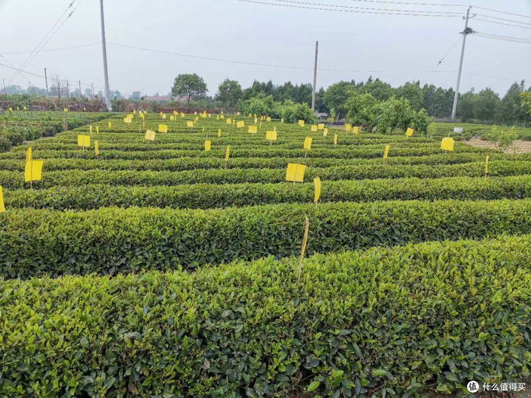 绿茶精品与精致包装礼盒