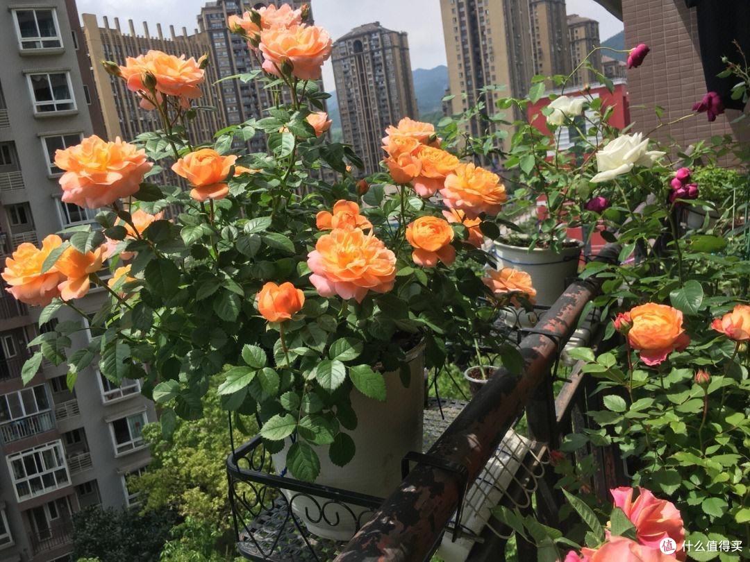 养月季不能偷懒,勤做“3件事”,开花越来越多,表现太优秀了