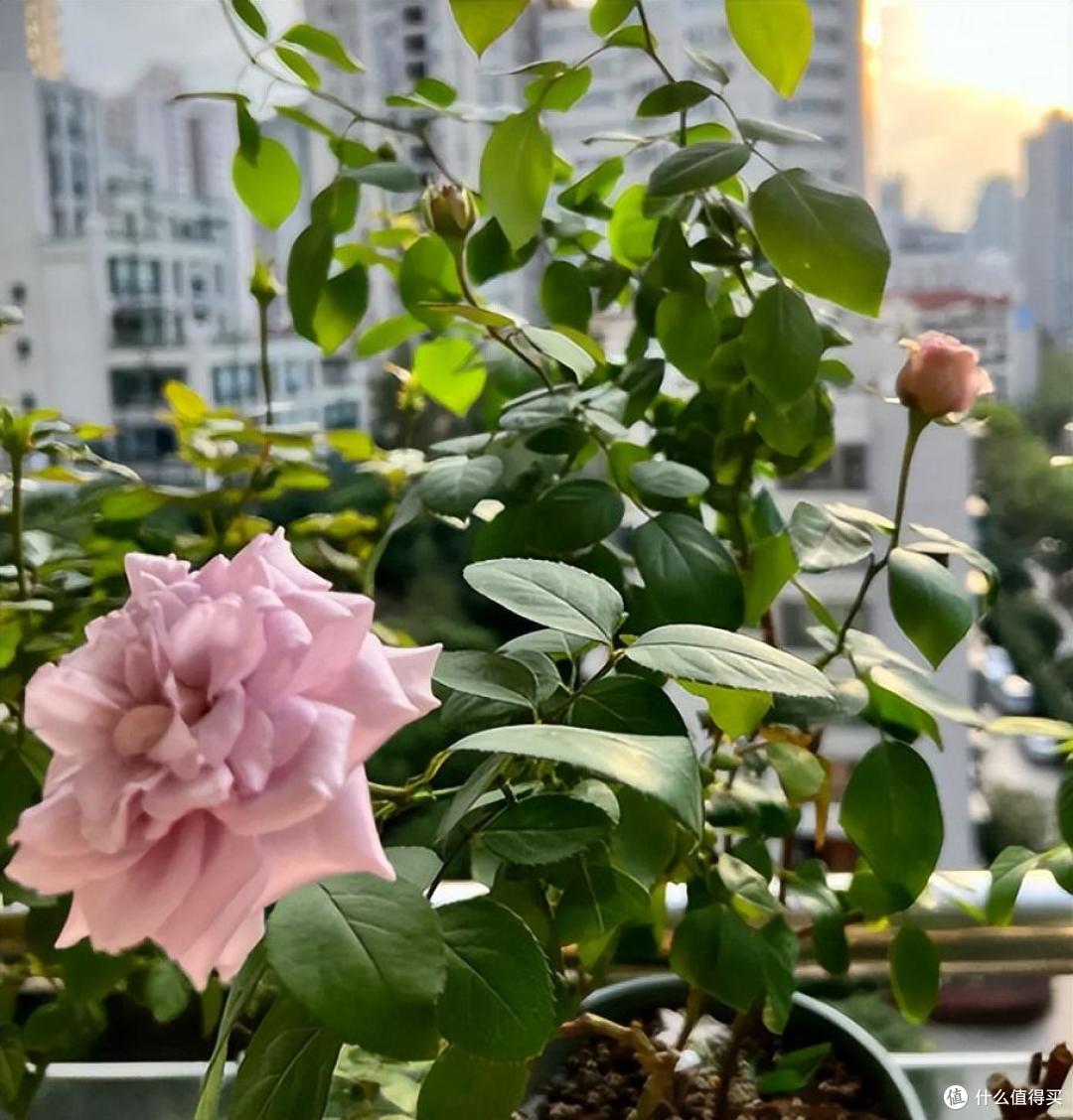 养月季不能偷懒,勤做“3件事”,开花越来越多,表现太优秀了