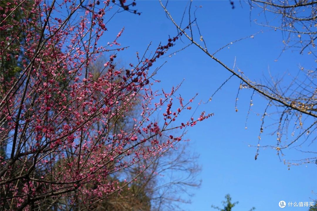 人人都说小辣鸡的索尼版“小痰盂”,真相如何?——索尼50 F1.8镜头使用感受