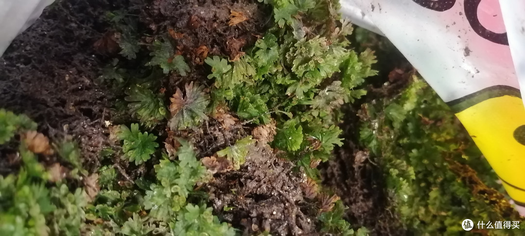 最近的新宠微景绝配  团扇厥