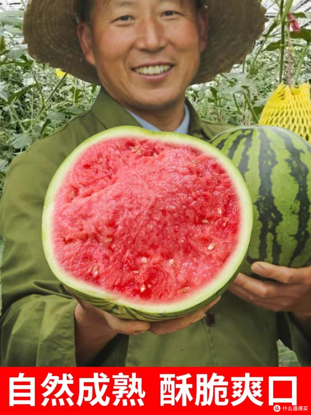 美味的西瓜今天他来了