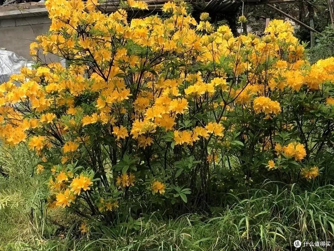 5种“有毒花”,千万别养它,再漂亮也不能养,对身体有害无益