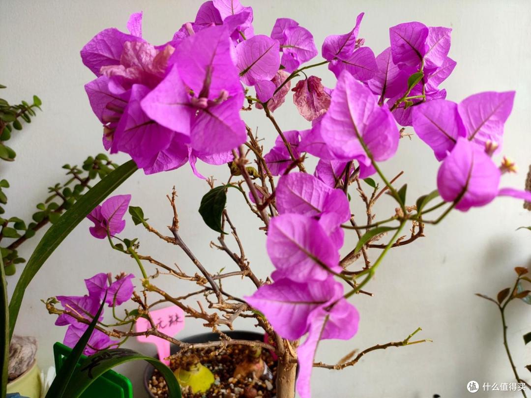 这3种花,光长叶子不开花时,撸光叶子狂爆芽!