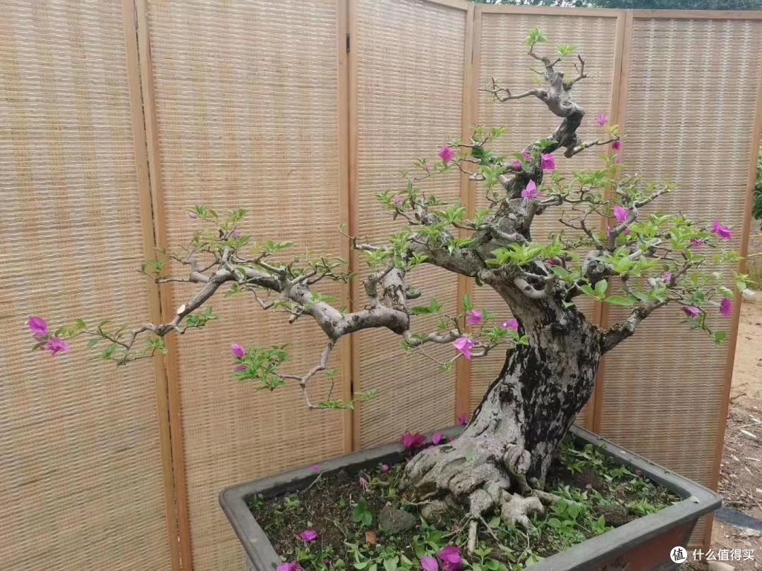 这3种花,光长叶子不开花时,撸光叶子狂爆芽!