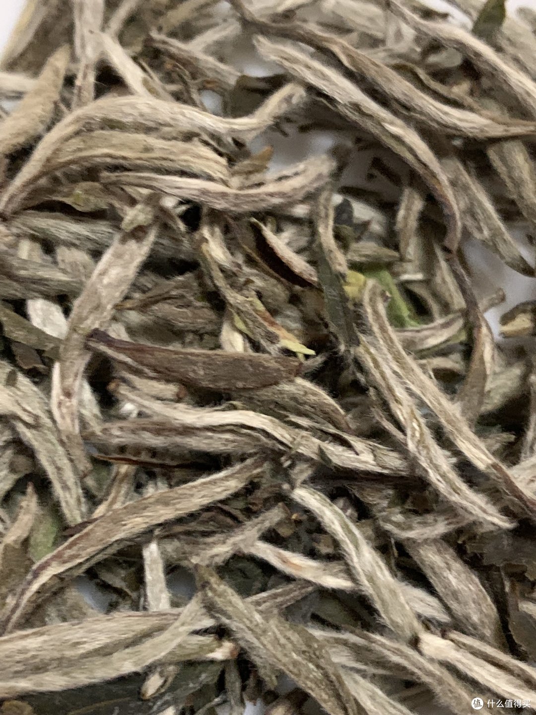 近期购入白茶品鉴（上）