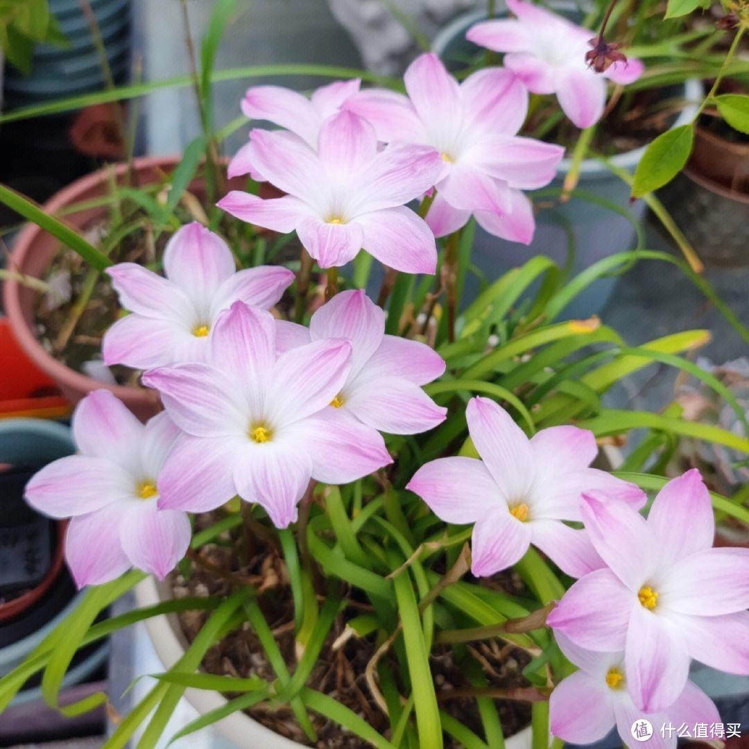 皮实顽强的风雨兰，用“3招”养，开花更多，开花更勤，五颜六色