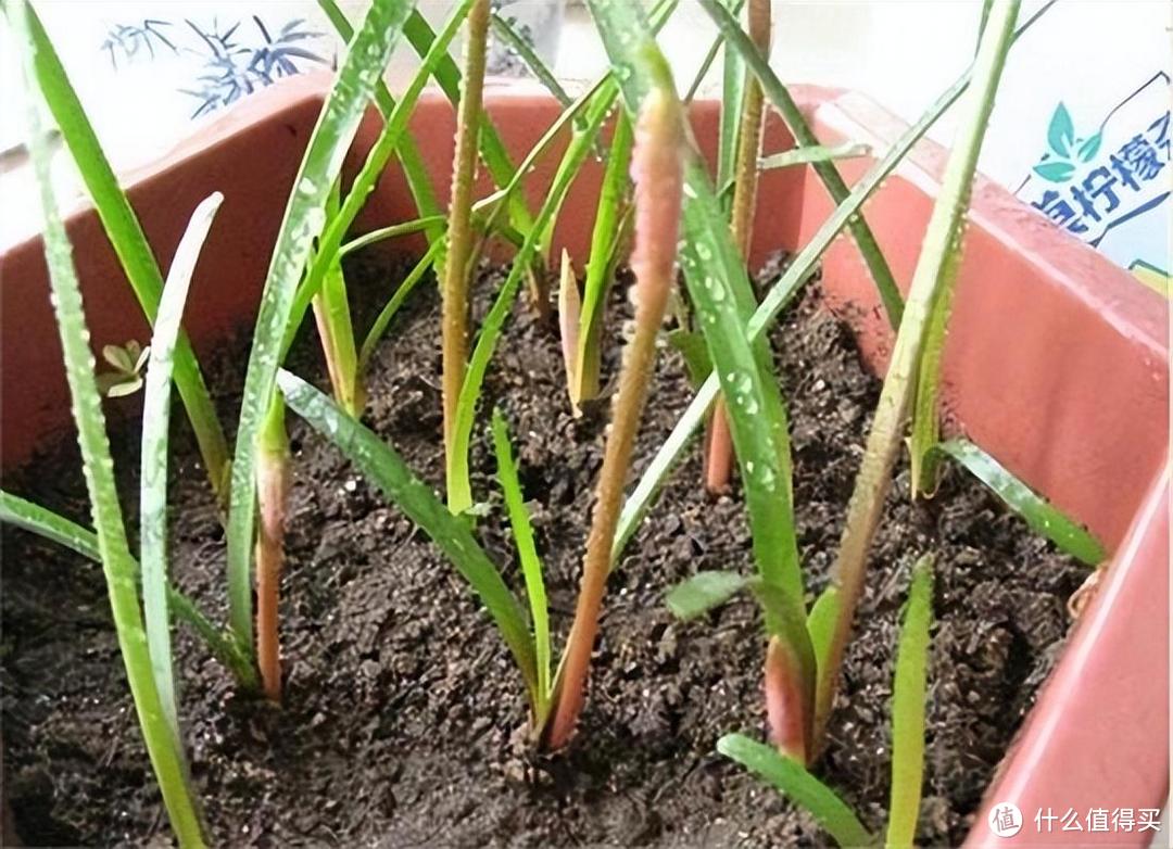 皮实顽强的风雨兰，用“3招”养，开花更多，开花更勤，五颜六色