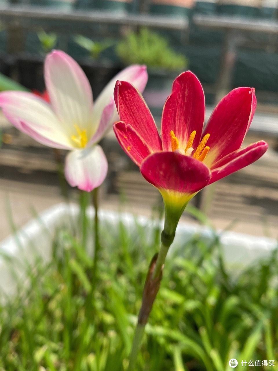 皮实顽强的风雨兰，用“3招”养，开花更多，开花更勤，五颜六色