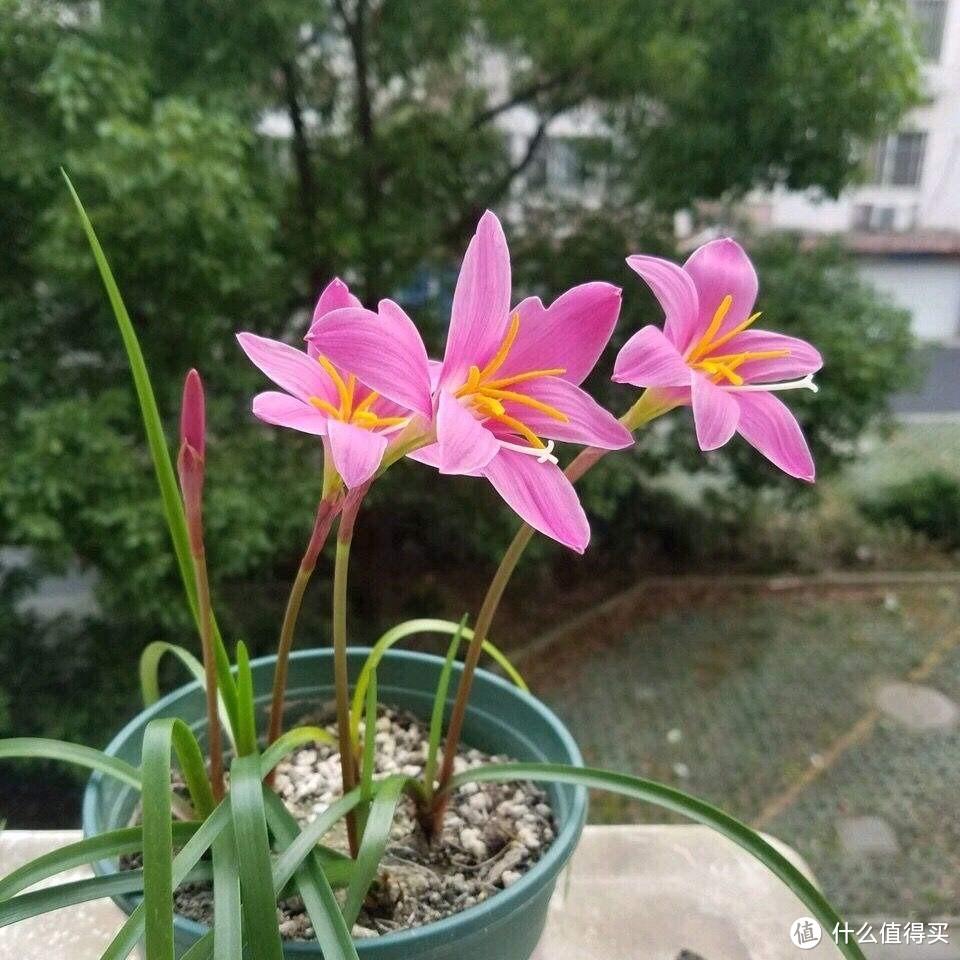 皮实顽强的风雨兰，用“3招”养，开花更多，开花更勤，五颜六色