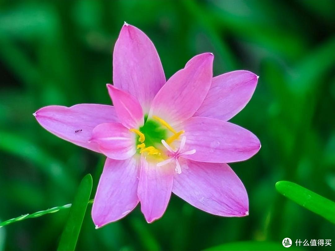 皮实顽强的风雨兰，用“3招”养，开花更多，开花更勤，五颜六色