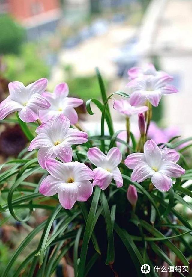 皮实顽强的风雨兰，用“3招”养，开花更多，开花更勤，五颜六色