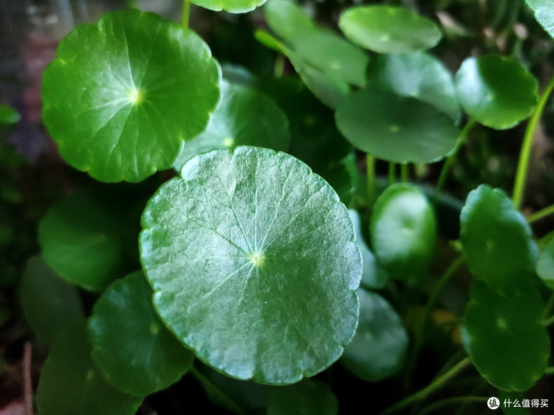 3种花,经常“剃光头”,越剃长得越旺盛!