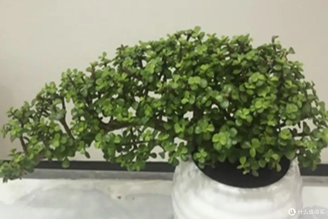 3种花,经常“剃光头”,越剃长得越旺盛!