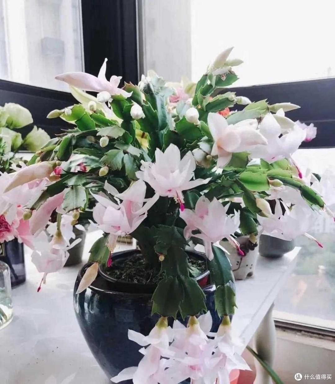 懒人就养5种花,不浇水也能长,放哪都长非常旺盛,其实也很美
