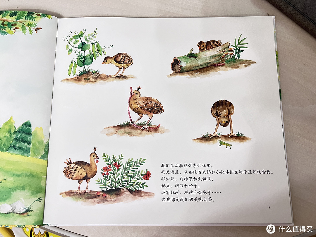 《绿孔雀:我的家在哪里》一本让小朋友认识绿孔雀&学会保护珍稀动物的绘本