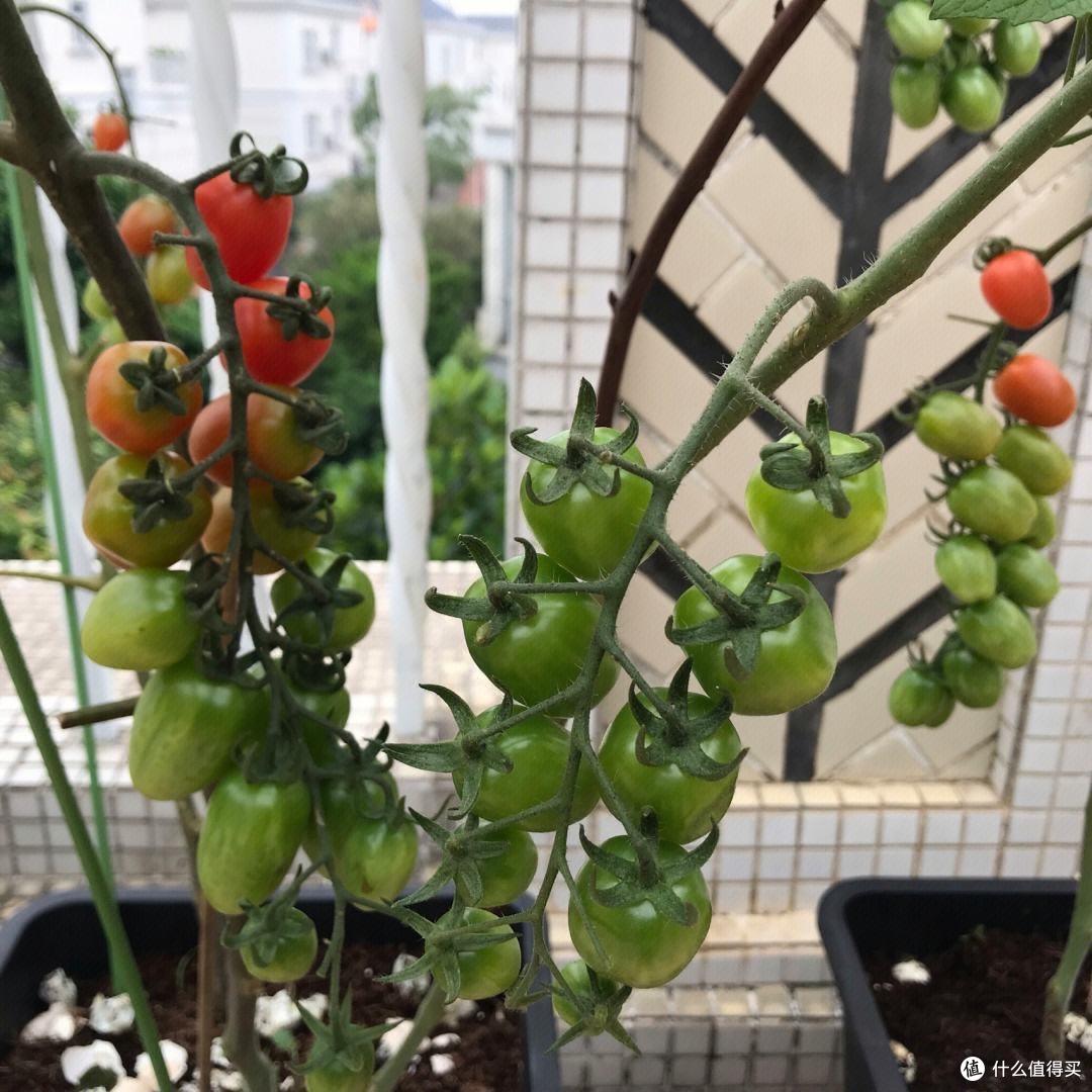 2种菜很丰产,挂果多收获多,新鲜可口,阳台种一盆,能吃大半年