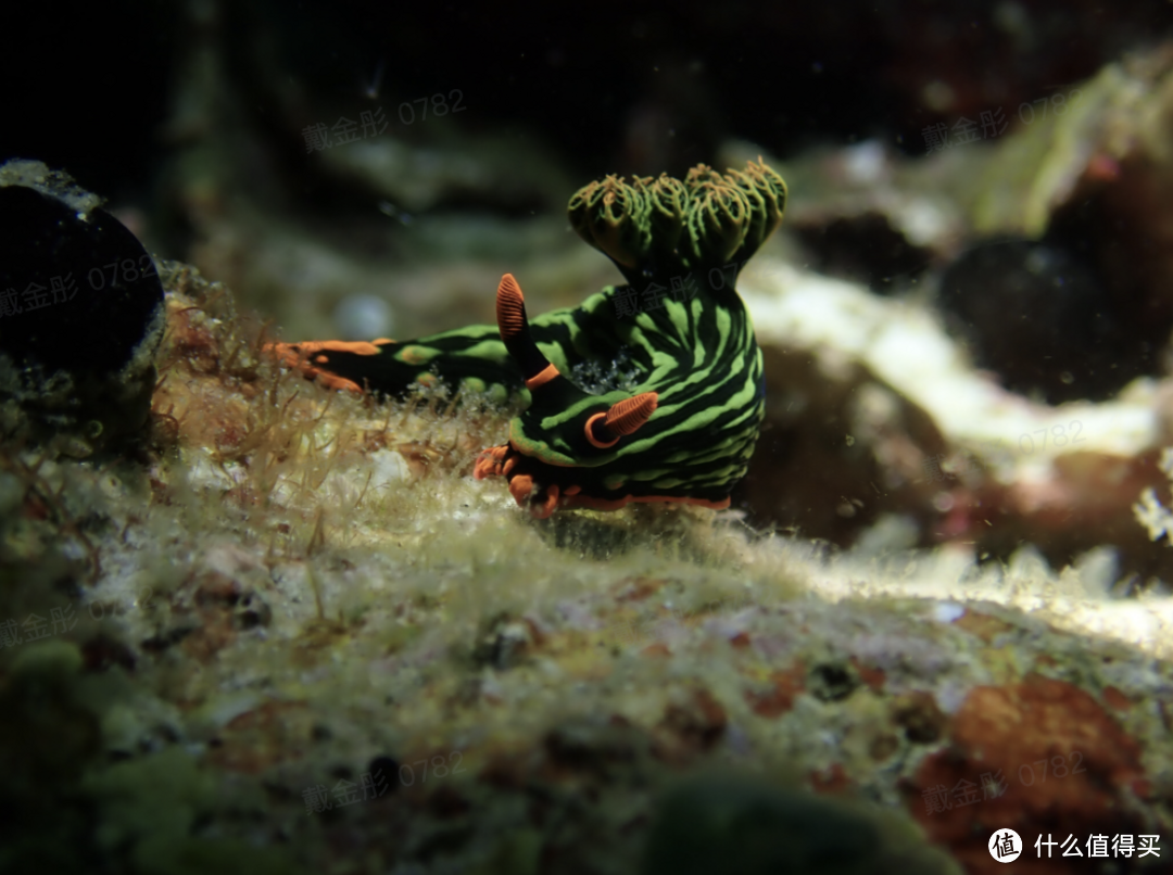 你见过海底鼻涕虫吗？它们是海底明星小精灵——海兔