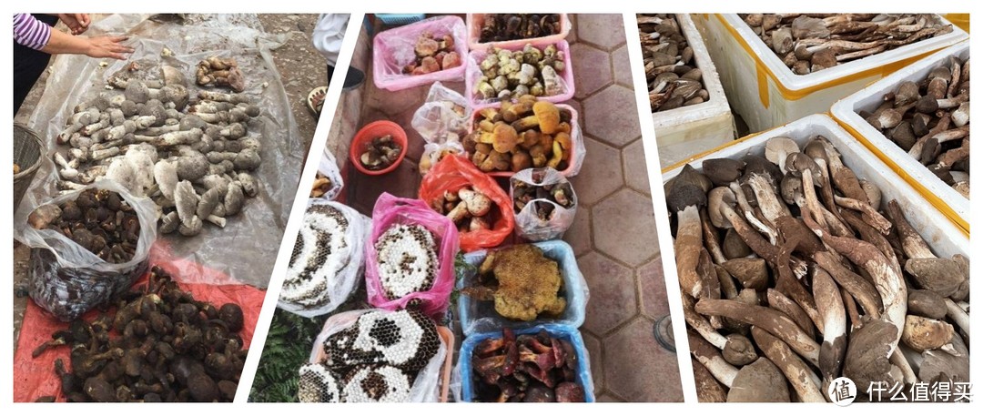 云南的菜市场，一到菌子上市的季节，就是吃货心心念念的天堂