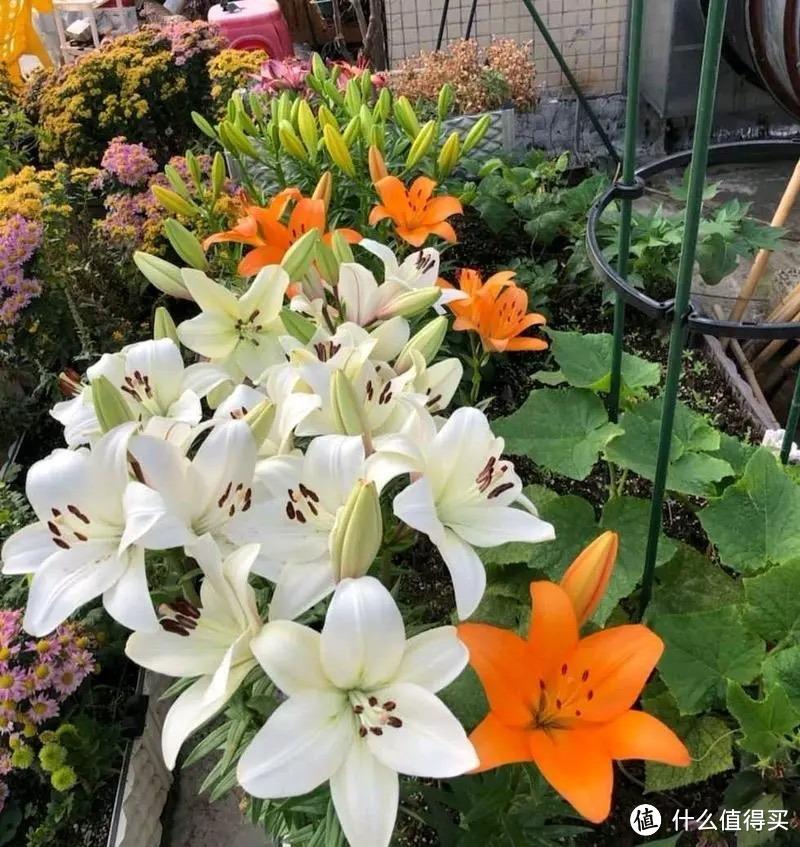百合花种植技巧,就“3个”,亭亭玉立花大色艳,以后年年都开花
