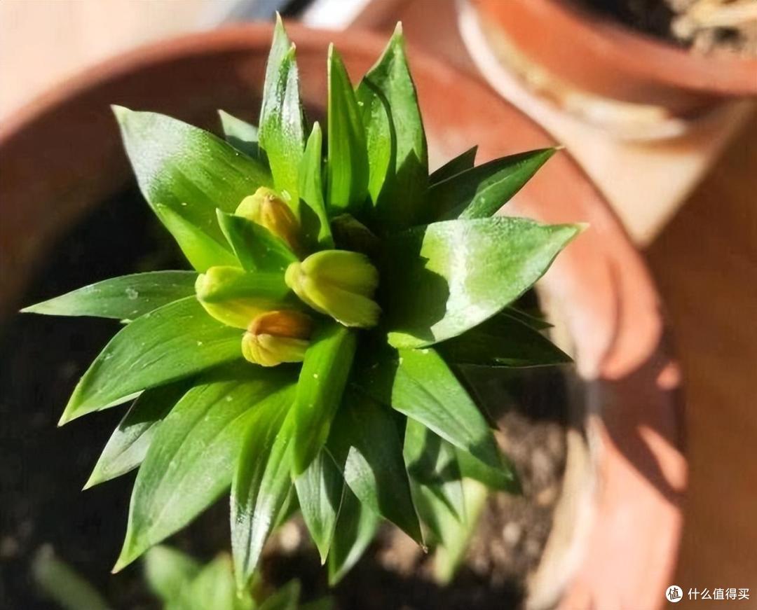 百合花种植技巧,就“3个”,亭亭玉立花大色艳,以后年年都开花