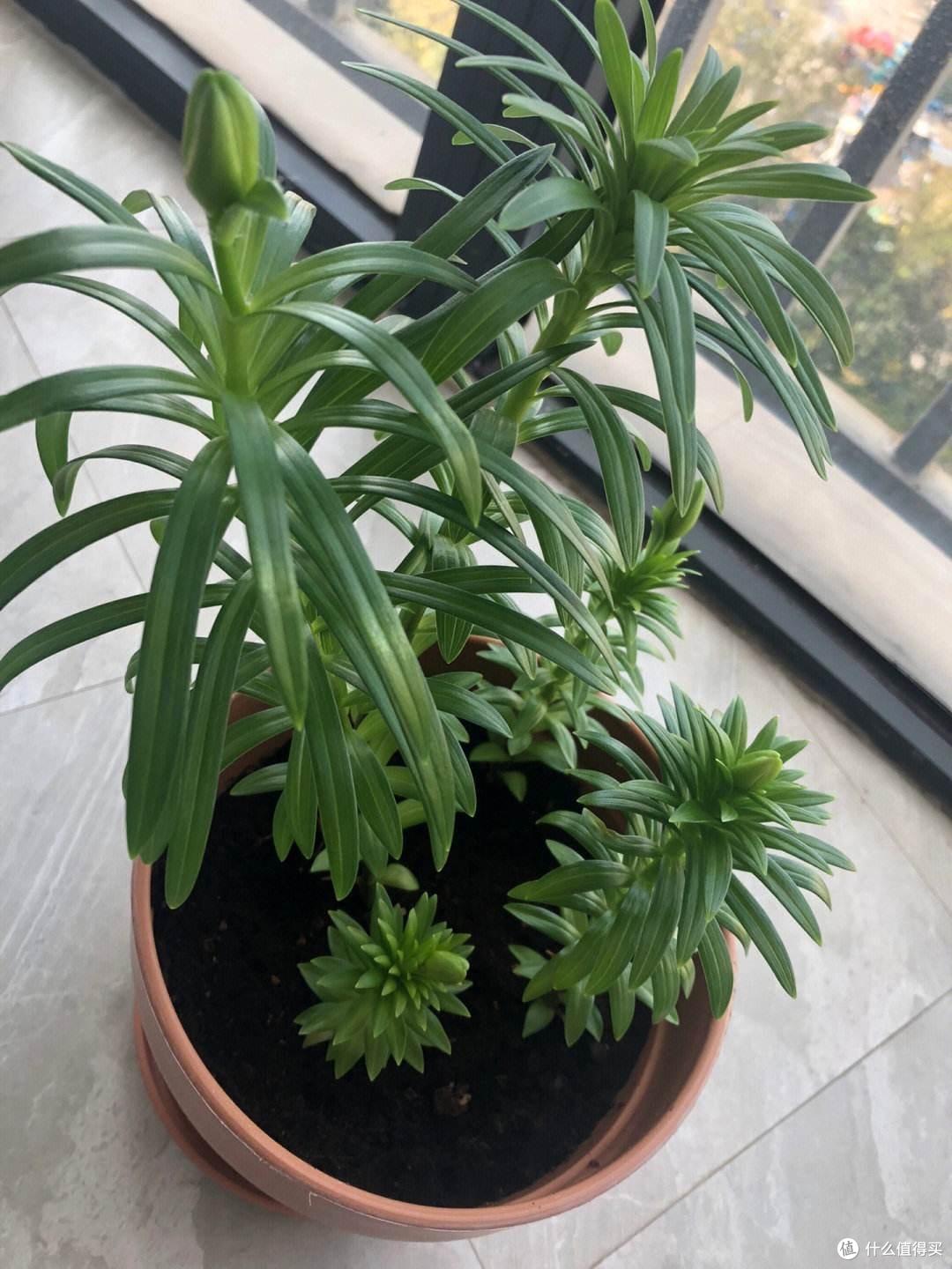 百合花种植技巧,就“3个”,亭亭玉立花大色艳,以后年年都开花