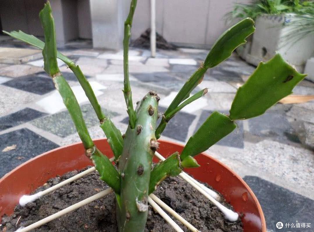 蟹爪兰如何度夏?牢记“3点”,顺利度夏,花繁叶茂,壮观极了