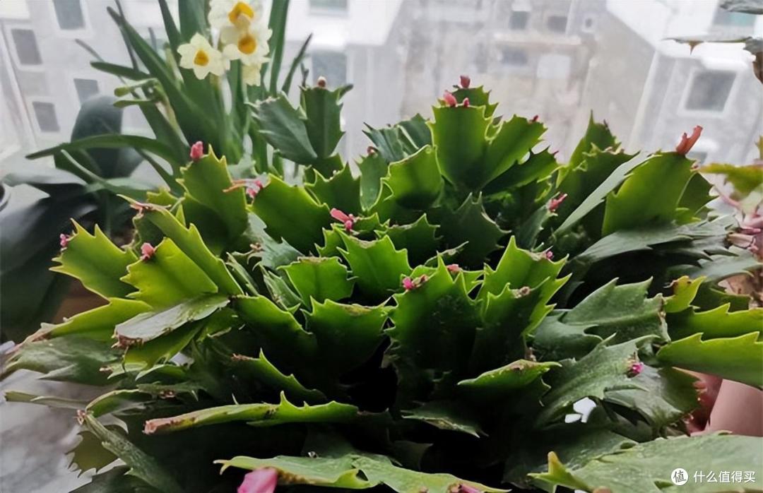 蟹爪兰如何度夏?牢记“3点”,顺利度夏,花繁叶茂,壮观极了