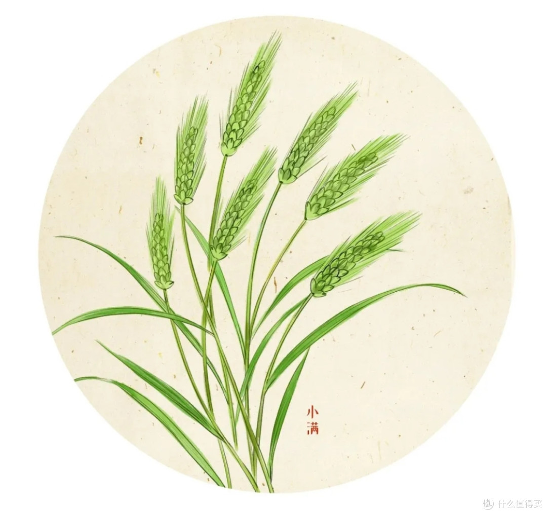 “小满之日苦菜秀”,反应了什么