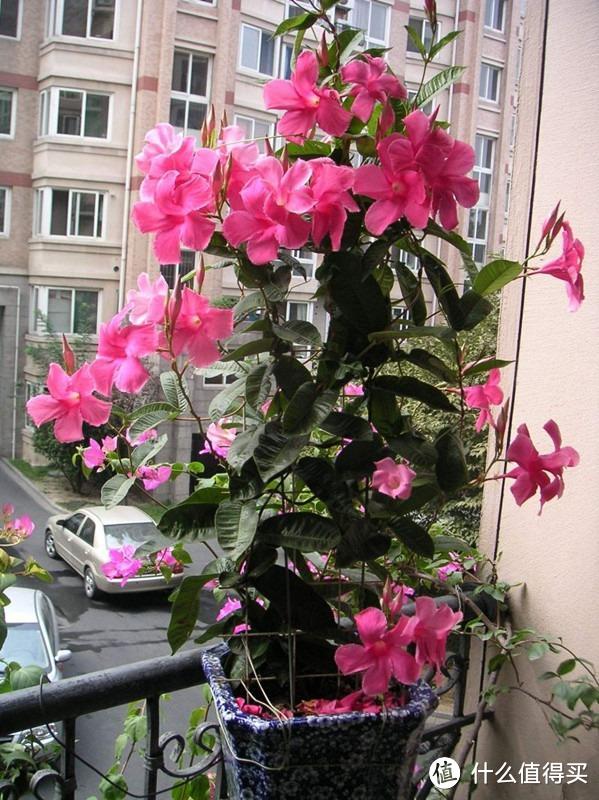 夏天阳台养“5种花”，不停爬藤开花，变成窗帘，家中凉快又好看