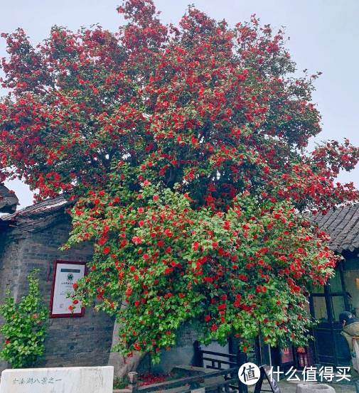 江苏泰州，1019年的茶花树