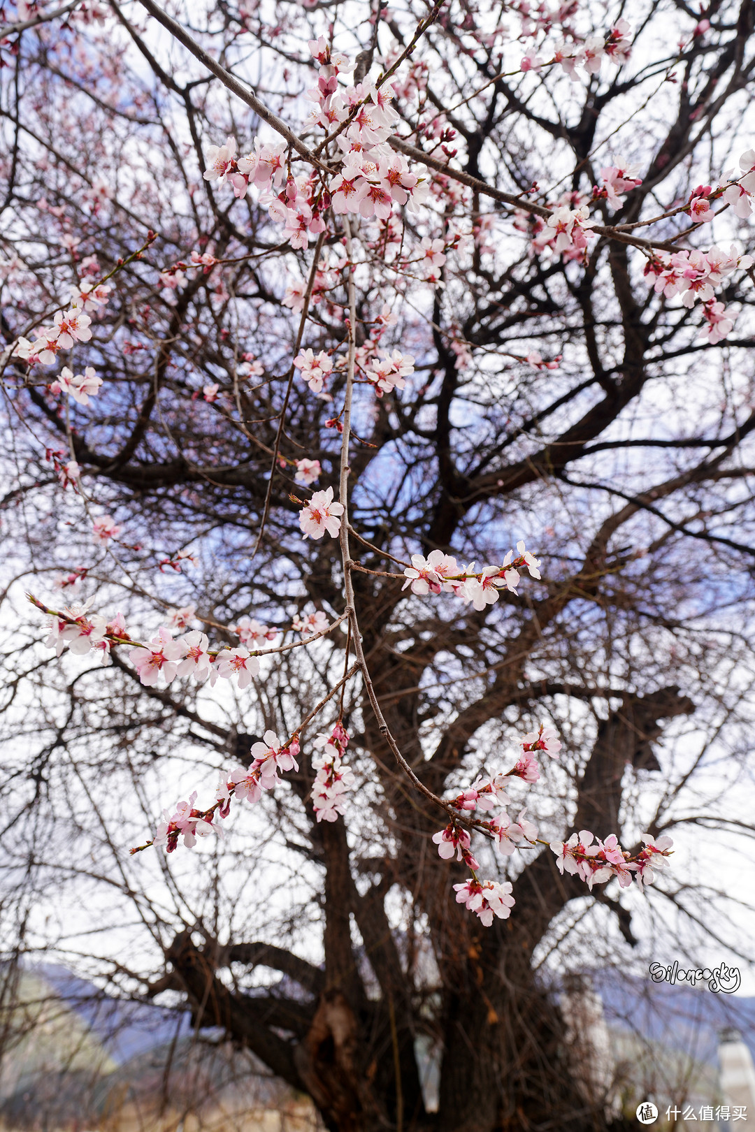 雅鲁藏布江畔的桃花点点：林芝工布庄园希尔顿酒店 - 热嘎西餐厅+猎味中餐厅体验