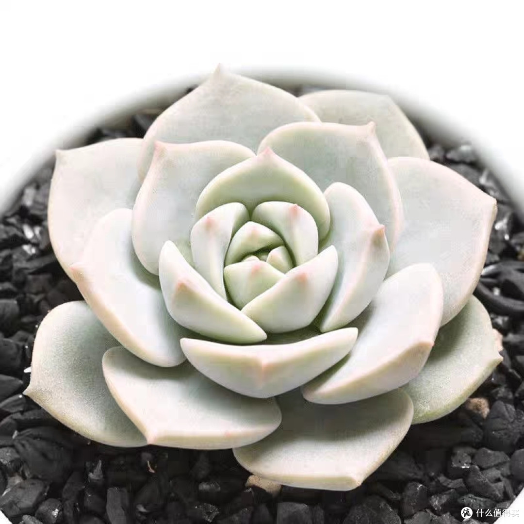 618早操之绿植选购攻略分享
