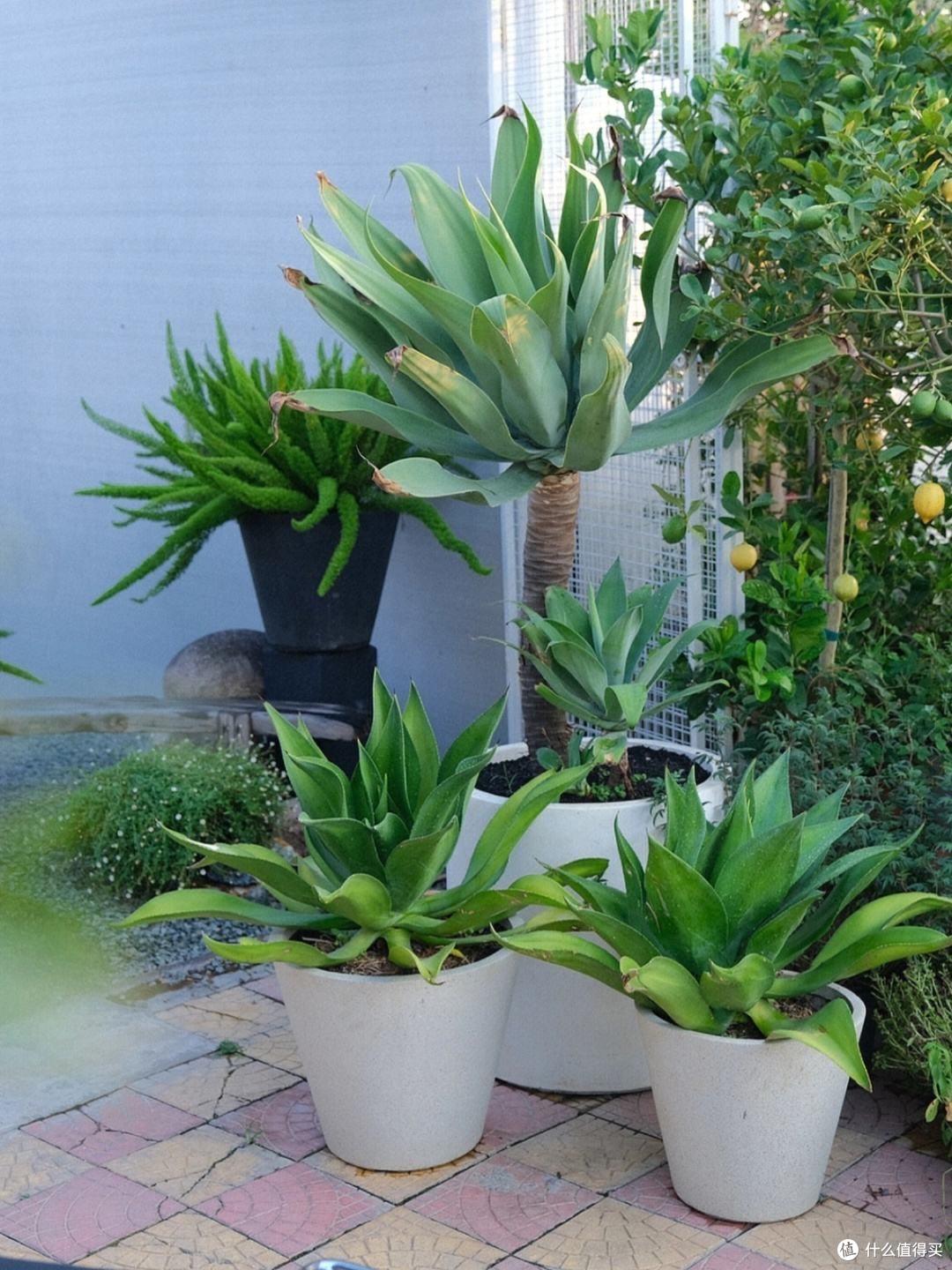 养不好绿萝就养它,好养耐旱,不怕暴晒,一株长爆盆,懒人必备