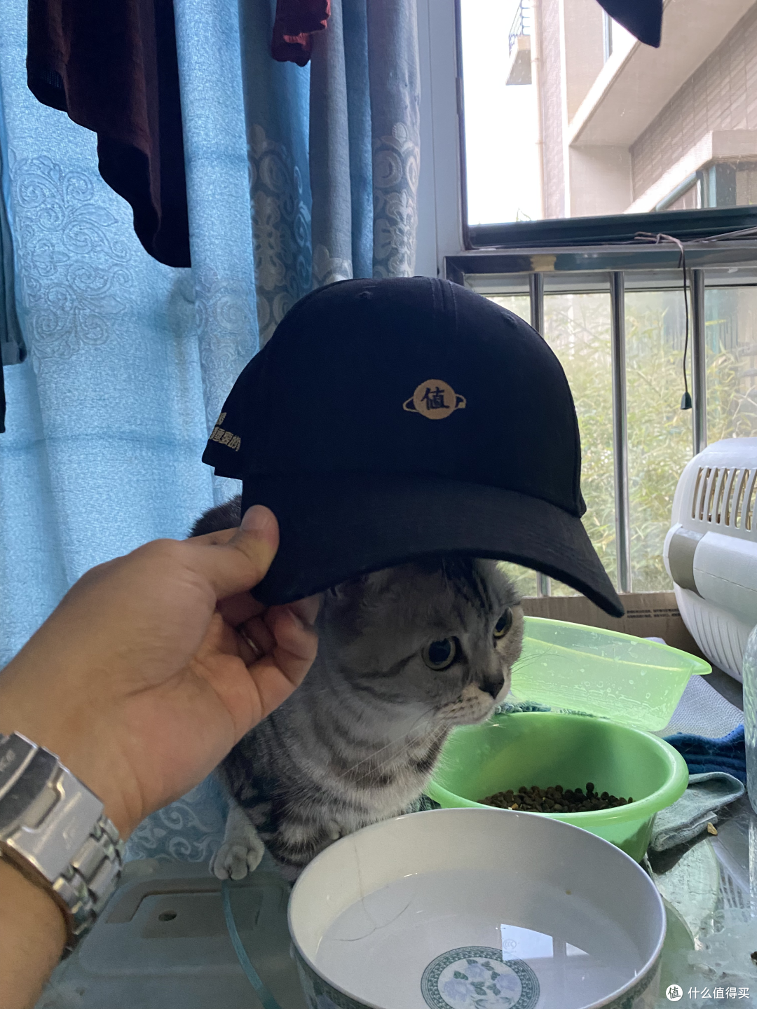 猫子