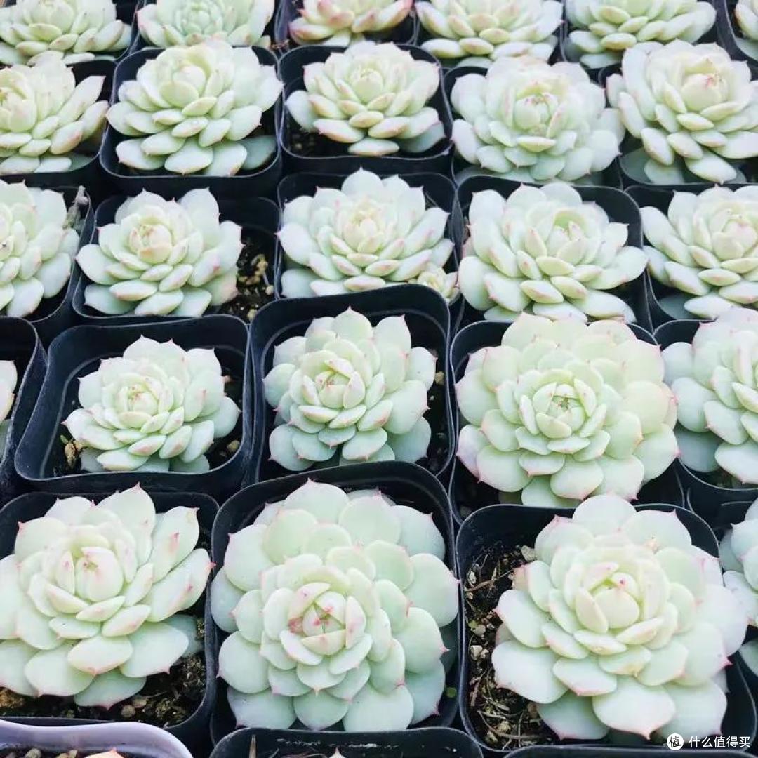 看到一花友的“多肉庭院”，真的“惊艳”到我了，晒晒！