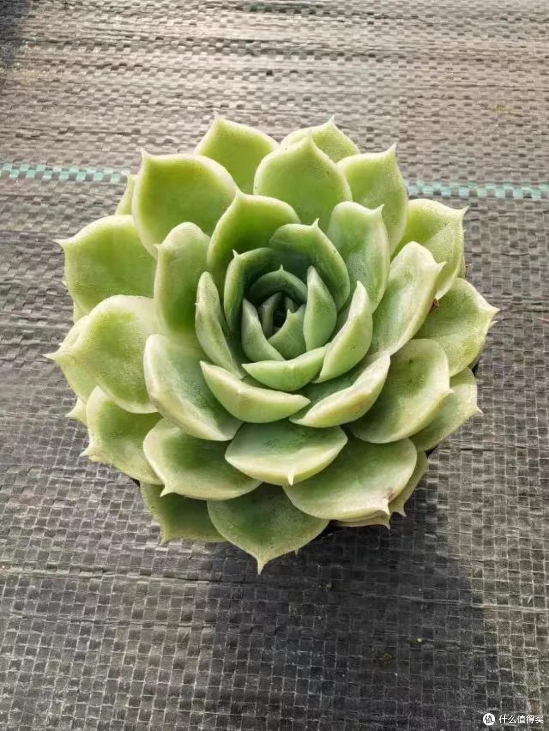 看到一花友的“多肉庭院”，真的“惊艳”到我了，晒晒！