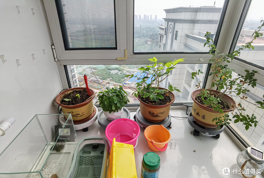 折腾半年,实现龟菜共生种草莓
