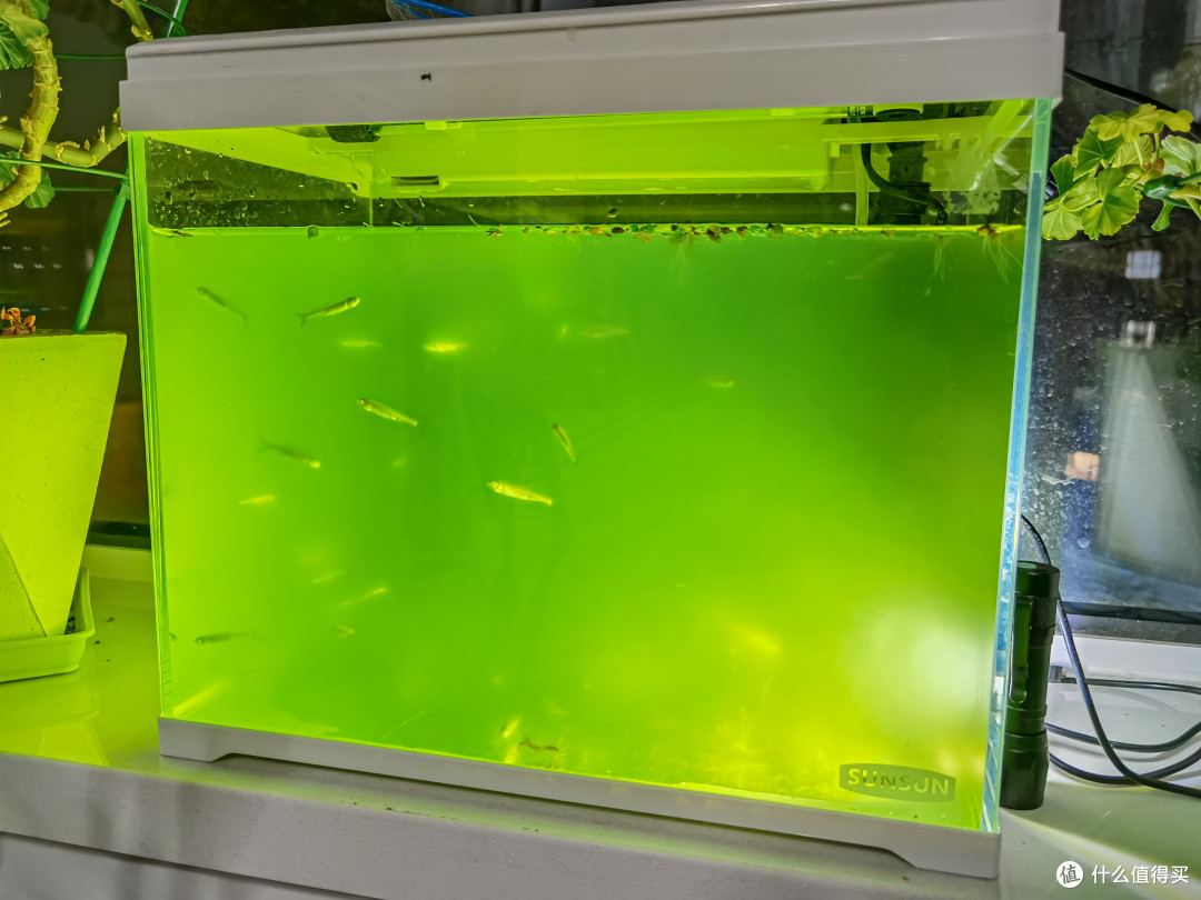 折腾半年,实现龟菜共生种草莓